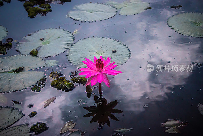 泰国Phatthalung省Thale Noi湿地上美丽的粉色莲花